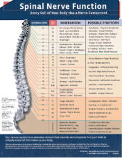 Spinal Nerve Function